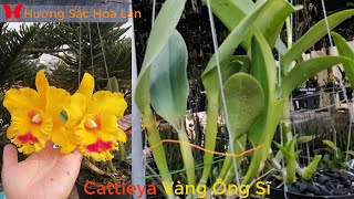 Cattleya Vàng Ông Sĩ tuyệt đẹp hoalan cattleya dendro brass orchids zalo 0903700048 [upl. by Regan]