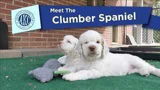 AKCs Meet the Clumber Spaniel [upl. by Ttihw229]