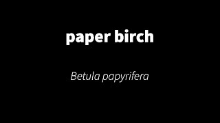 Betula papyrifera  paper birch [upl. by Affrica]