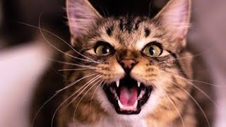 Angry Cat Meow Sound Effect  scary Meow Sound  Cat Meowing Loudly 10 Hours [upl. by Ashford]