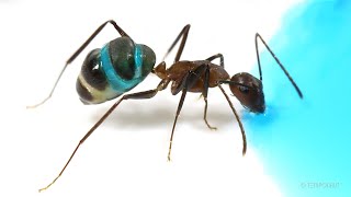 Ants Drinking Blue Liquid Candy Timelapse [upl. by Ynnek]