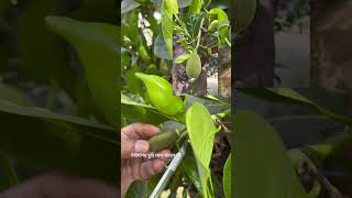 কাঁঠালের মুচি কেন খাবেন না। কাঁঠাল jackfruit jacktree artocarpusheterophyllus moraceae [upl. by Aurita]