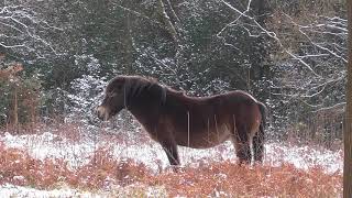 Exmoor Ponies in the Snow at Sutton Park [upl. by Atikahs666]