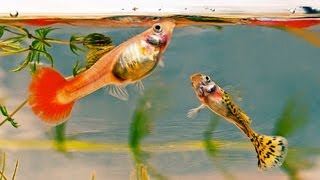 Pros amp Cons of an Automatic Fish Feeder  Aquarium Care [upl. by Eelatsyrc]