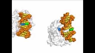 DNA Repair Animation [upl. by Koloski]