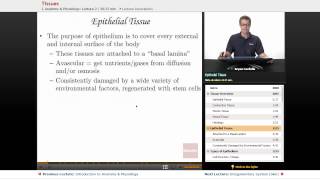 quotTissuesquot  Anatomy amp Physiology with Educatorcom [upl. by Malvie]