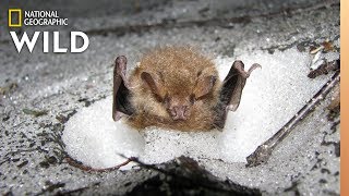 Watch Rare Video of Bats Hibernating in Snow Dens  Nat Geo Wild [upl. by Ilahtan]