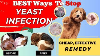 Simple amp Effective Steps to Handle Dog Yeast Infections  Dog Yeast Infections  My Dog Supplement [upl. by Hgielak]