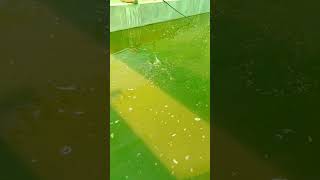 Biofloc fish farmingyoutubeshorts fish farming love shorts trend viral [upl. by Aissila537]