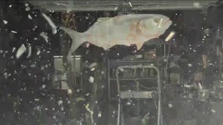 Fish falls from the sky smashes NJ couples Tesla windshield  NBC New York [upl. by Dorn]