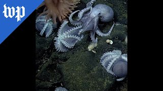 ‘Octopus garden’ is a popular site for mollusk mating [upl. by Ttehc]