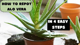 The 4 EASY Steps to Repot an ALOE VERA Plant Indoors 🍃 growing Aloe Vera 🍀 zone 4 Minnesota [upl. by Erdnassak]