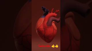 Heart 3d animationbrain 3d animation blood circulation aiims nursingofficer shortvideo [upl. by Weiler]