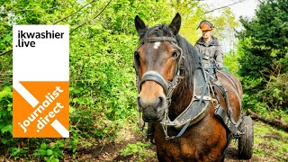 Ecologisch bosbeheer met trekpaarden demonstratie voor Bosgroep Houtland in bossen ‘t Slot van Male [upl. by Eniawed]