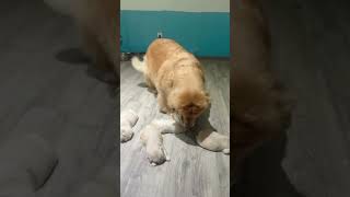 Golden Retriever feed puppy milk 🤣shorts dog [upl. by Naitsirt]