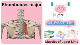 Rhomboides major upperlimbهبسطهالك [upl. by Lehcnom461]