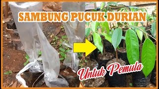 Sambung Pucuk Tanaman DURIAN Untuk Pemula dari Awal hingga Akhir [upl. by Tenrag]