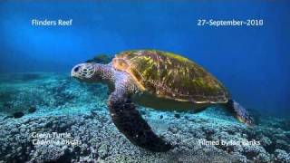 The Turtle Cleaning Station of Flinders Reef Moreton Bay Marine Park [upl. by Noelani]