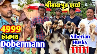 4999 টাকায় Dobermann Puppy Serampore Pet Market Dog Market in Kolkata Price [upl. by Morgenthaler7]