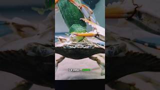 giving my CRAB CRAB LEGS viral crab aquarium fishing pets bluecrab animals crabbing [upl. by Antonina730]