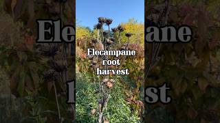 Elecampane is a must have for temperate gardeners Plant it now herbalmedicine herbgarden [upl. by Daus864]