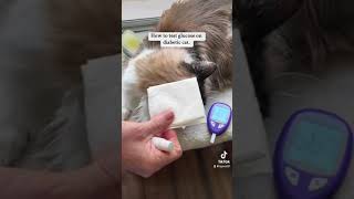 How to test cat glucose with ease [upl. by Arotal]