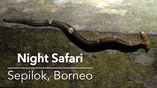 Rainforest night creatures  Sepilok Borneo  Absolute Nature [upl. by Anivahs]