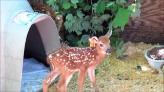 Fawns at the Wildlife Center of Virginia [upl. by Nywnorb]