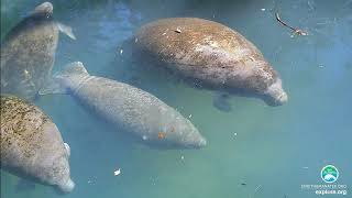 Homosassa Manatee Webcam Highlights  Above Water [upl. by Arataj]