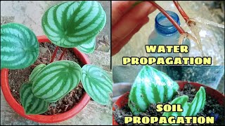 HOW TO PROPAGATE WATERMELON PEPEROMIA [upl. by Nosaj777]