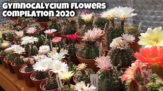 Gymnocalycium Flowers cactus plant in my collection  Gymno blooms  Cactus Flower  2020 [upl. by Hallie]