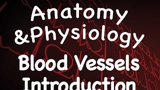 Cardiovascular System  Introduction to Blood Vessels 1408 [upl. by Semyaj890]