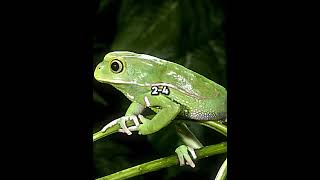 Cane Toad vs Waxy Monkey Tree Frog [upl. by Rebeka841]