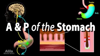 Anatomy and Physiology of the Stomach Animation [upl. by Arias]