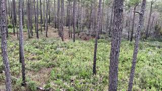 Green swamp wma hog hunt 112523 [upl. by Farrish269]