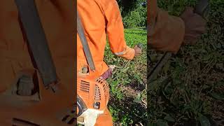 stihl fs230 teabusiness BRUNCHCUTTERtrendingshorts trendingshorts trendNEW [upl. by Kared]