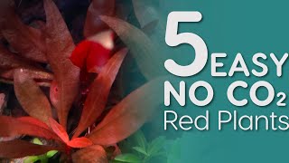 5 EASY Red Aquarium Plants that can grow with NO CO2 [upl. by Etnemelc877]