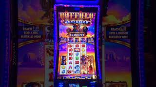 Super Stampede on Buffalo Ascension  100 tipsyslots [upl. by Sesiom112]