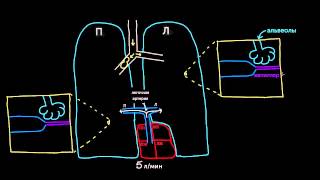 Гипоксическая легочная вазоконстрикция [upl. by Gert]