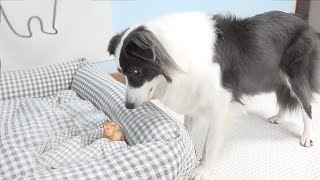 Border Collie Shocked by the Rescued Tiny Kitten Occupying Her Bed [upl. by Atled498]