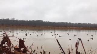 Duck Thang Motion Decoy System Decoy Spread [upl. by Enitnemelc666]