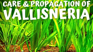 Vallisneria Care Guide One of the EASIEST Aquarium Plants to Grow [upl. by Harpp]