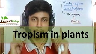 Tropism in plants  phototropism geotropism etc [upl. by Kcirred]