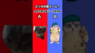 あなたの猫ミーム依存度はどれくらい？全問正解できたらすごい！！猫ミーム 猫ミーム日常 クイズ [upl. by Trever]