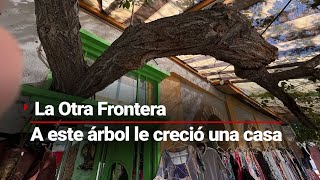 LaOtraFrontera  ¿Una casa que le creció a un árbol [upl. by Weslee800]