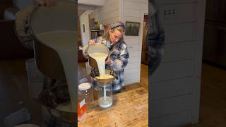 Daily Raw Milk Harvest  How I Filter Our A2A2 Cows’ Milk [upl. by Aikram]