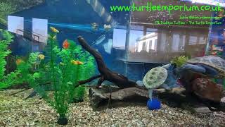 Diamondback Terrapin Tank Clean at The Turtle Emporium UK [upl. by Cecelia]