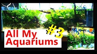 Epic Aquarium Tales 3 All My Aquariums [upl. by Malinde953]