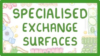 GCSE Biology  Specialised Exchange Surfaces [upl. by Veejar]