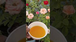 Rose fertilizergarden rose video [upl. by Marietta]